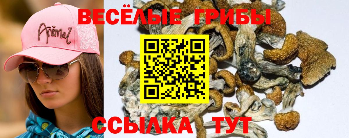 Псилоцибиновые грибы Psilocybe Биробиджан